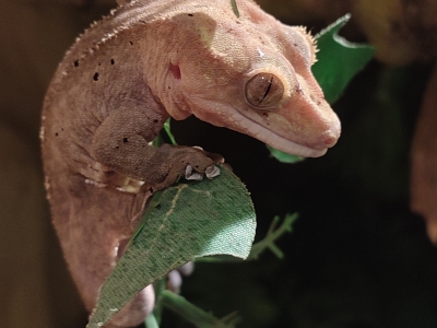 Crested gecko - De Zonnegloed - Animal park - Animal refuge centre 